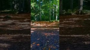 Природа Карачаево-Черкесии(пхия, архыз)