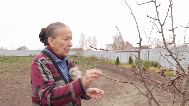 Нужно знать до обрезки плодовых деревьев. Кольчатки, плодушки, приросты, плодовые прутики.