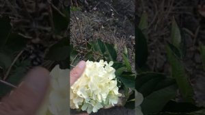 Метельчатая гортензия Коттон крем. 20 сентября 2022г. Восточный Крым.