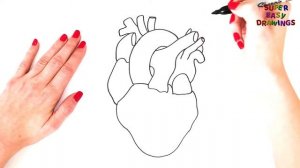 How To Draw A Human Heart Step By Step - Human Heart Drawing EASY