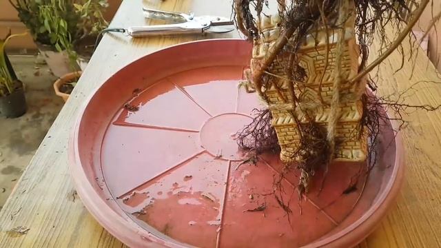 How to make Banyan tree bonsai, How to grow aerial roots in Banyan Bonsai смотреть онлайн