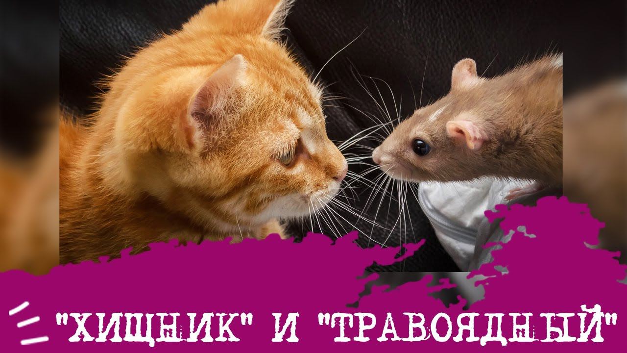 "Хищники" и "травоядные"