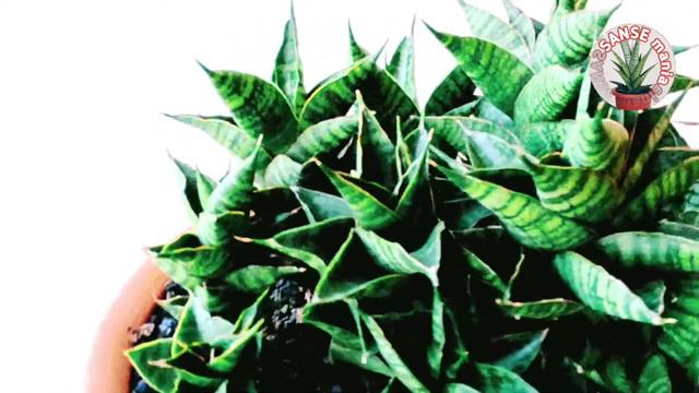 Sansevieria Hybrid "Sindoro" (Motomo x Ballyii) x Boncel) смотреть онлайн