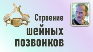 Шейные позвонки. Анатомия и строение