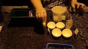 Термообработка семян Астры (Aster) перед посевом.