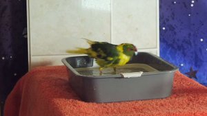 #КАКАРИКИ купаются ЧЕТЫРЕ попугая ГУЛЯЮТ вместе / Синий какарики оливковый , пестрый окрас птицы