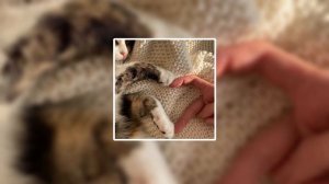 Алексей Воробьёв-Я тебя люблю  |speed up|