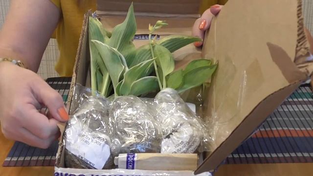 Получила посылку с хостами. Открываю с Вами! смотреть онлайн