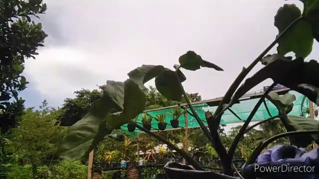 PRUNINGPROPAGATING SYNGONIUM OR ARROW HEAD VINE