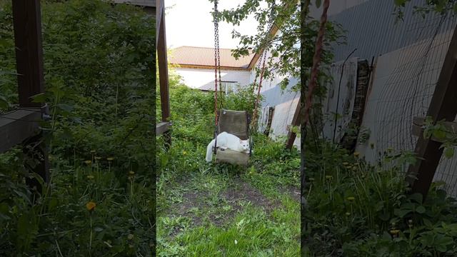 Кот на качели #балдеж #раслабон #суперкот #котэ