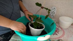 Мои комнатные растения  // Первая пересадка растений в этом году  //  Отвечаю на ваши вопросы