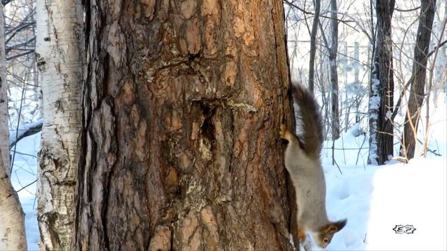Белка зимой. смотреть онлайн
