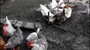 ?? КУРЫ МАСТЕР ГРЕЙ, ДОМИНАНТ, ФОКСИ ЧИКИ. Сравнение кроссов. Отвечаю на вопросы