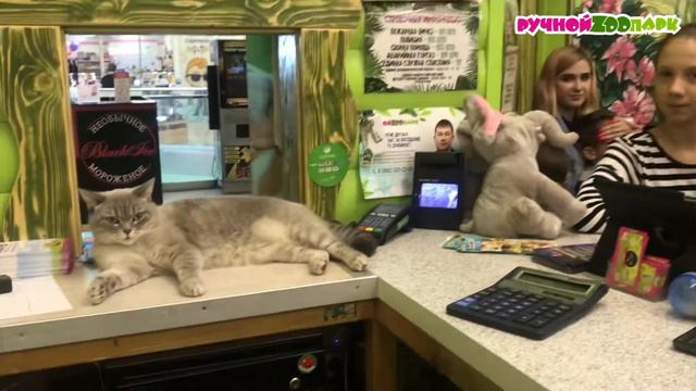 Видео-отзыв | "Ручной Zоопарк" | Смоленск смотреть онлайн