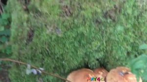 Грибы Чешуйчатки - Королевские опята - .Китайские опята.