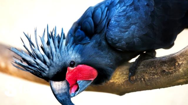 Оочень дорогие животные которых можно купить! смотреть онлайн