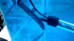 Скалярии: Размножение