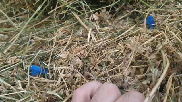 Солома и сено, есть ли разница? смотреть онлайн