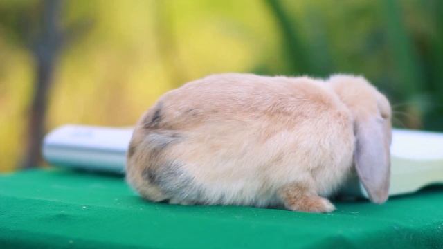 ДВ Хирохито, карликовый вислоухий кролик, японский голландский