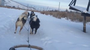 Якутские лайки