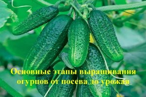 Основные этапы выращивания огурцов от посева до урожая