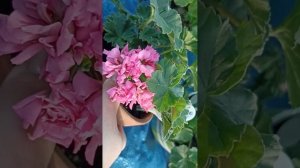 пеларгония сорт царь девица // коллекция ЛИПАТОВОЙ АНАСТАСИИ