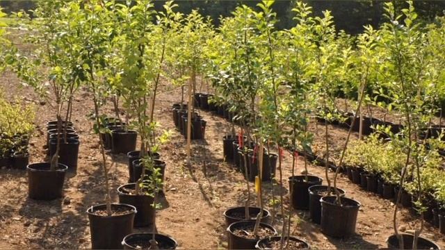 ЗАКЛАДЫВАЕМ САД ОСЕНЬЮ: ПРАВИЛА ПОСАДКИ ПЛОДОВЫХ ДЕРЕВЬЕВ, ЯГОДНЫХ КУСТАРНИКОВ  ЭНЦИКЛОПЕДИЯ ДАЧНИК смотреть онлайн