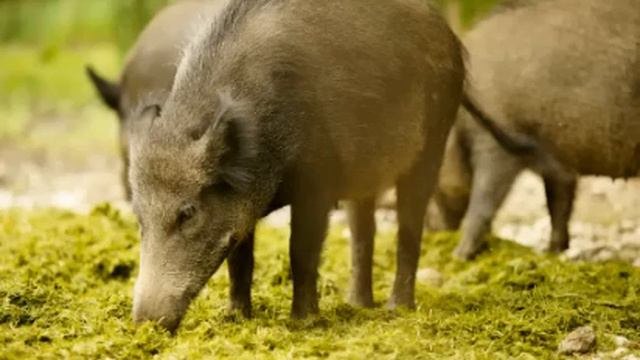 Wild Boar Facts - Facts About Wild Boars