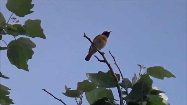 Горихвостка. Пение птицы. смотреть онлайн
