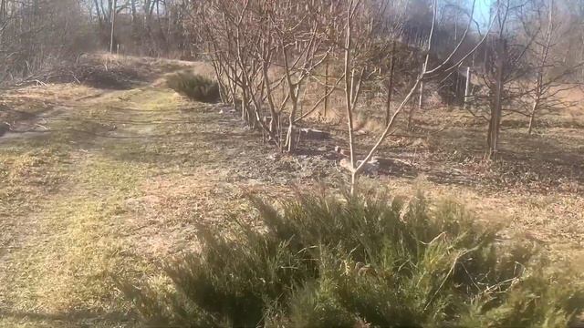 ФУНДУК в БЕЛАРУСИ. ОПЫЛЕНИЕ ,какой урожай будет,ПОСМОТРИТЕ #фундук #дача #сад #саженцы #садоводств смотреть онлайн