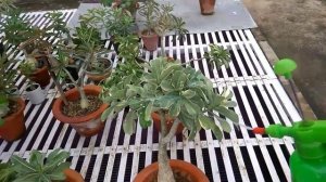 Adenium Plants, Heavy rain and Fungicide // How to use Fungicide Power in Adenium Plants