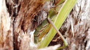 Богомол самка, откладывает личинку. Тенерифе.