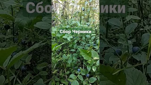 Черника #сборчерники #черника #ЧЕРНИКАвЛЕСУ #черникаИюль смотреть онлайн