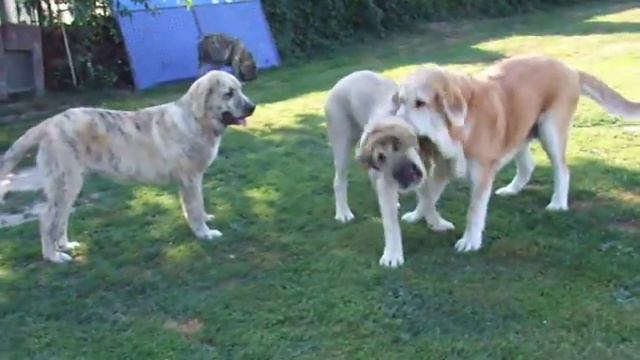 Tigron and Tigrin de Trashumancia 5 months old