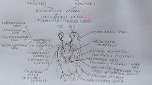 Билет 035. ЗРИТЕЛЬНЫЙ АНАЛИЗАТОР, ЕГО ЧАСТИ. ВТОРАЯ ПАРА ЧЕРЕПНЫХ НЕРВОВ.