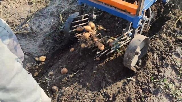 Копаем картошку,вибрационной копалкой,по сырой земле