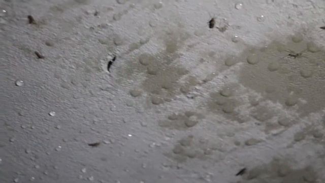 Стражи  "Дороги Жизни " .