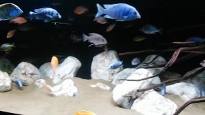 Цихлиды малави