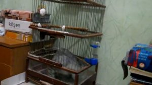 Кошка в клетке