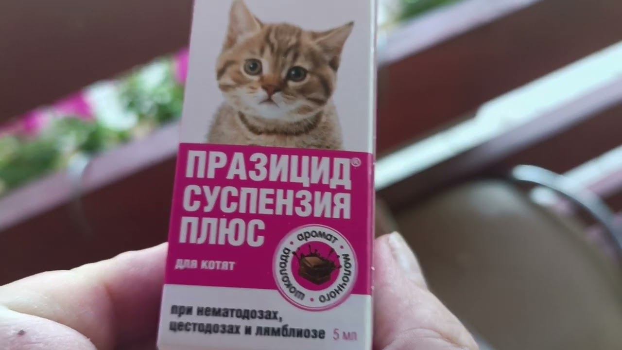 Лечение котенка))) смотреть онлайн