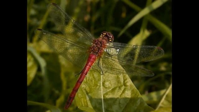 Какие бывают стрекозы смотреть онлайн
