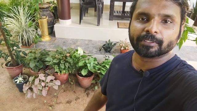 Syngonium | Arrow Head plants | Malayalam | Care , propagation and Fertilizers | SIJOseGarden