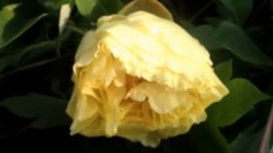 Peony Yellow Crown - www.peonyshop.com