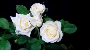 Как распускается роза Белый Шоколад - White Chocolate (Terra Nigra, Нидерланды 2016)