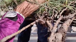 Восстановление запущенного #ниваки из сосны