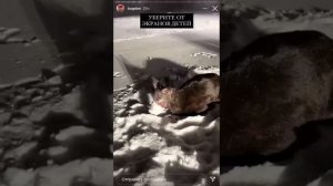 Соболь напал на оленя /кабарга/Жуткое зрелище.