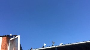 ? Полёт Молодых и Старых Николаевских голубей?? Николаевские голуби в Урзуф Украина ??
