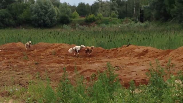 Салюки смотреть онлайн