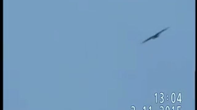 ОРЛАНЫ-БЕЛОХВОСТЫ В РАЗВЕДЫВАТЕЛЬНОМ ПОЛЁТЕ смотреть онлайн