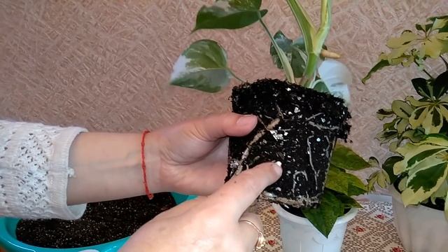 #АНАПА_Натка_солнце // Очередная перевалка разнообразных комнатных растений смотреть онлайн